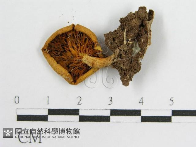 登錄號:F0010697藏品圖，第1張