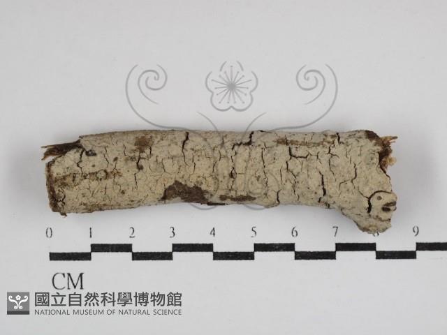 登錄號:F0030697藏品圖，第1張