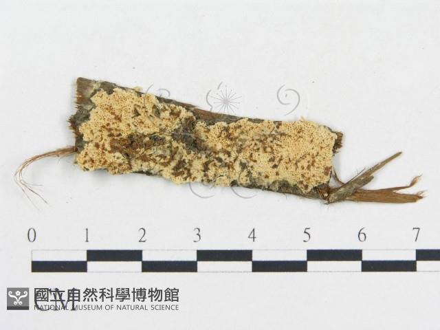 登錄號:F0006697藏品圖，第1張