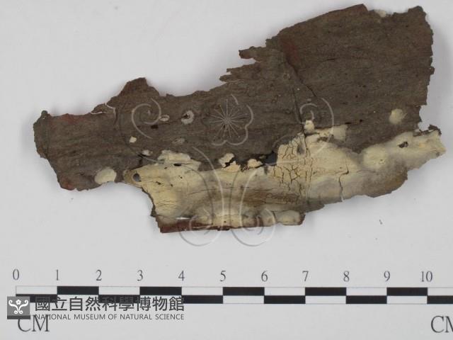 登錄號:F0021697藏品圖，第1張