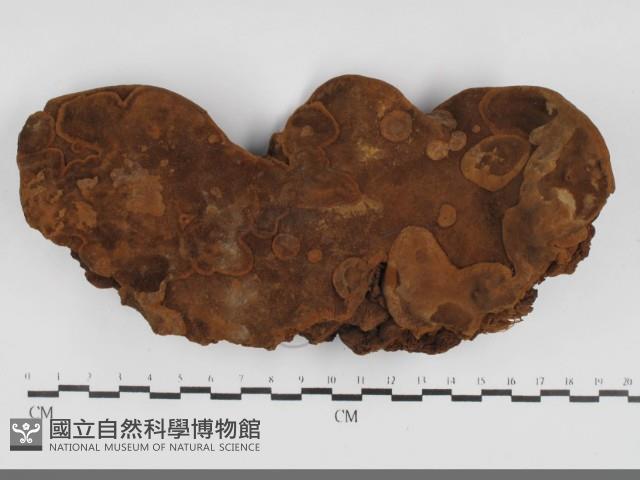 木層孔菌屬藏品圖，第1張