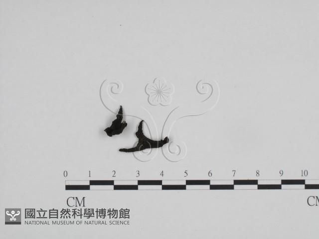 炭角菌屬藏品圖，第1張