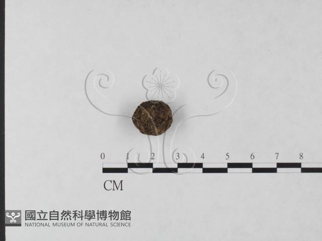 登錄號:F0004697藏品圖，第1張