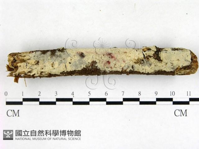 剛毛絲皮菌藏品圖，第1張