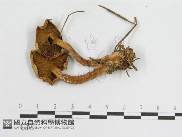 登錄號:F0002697藏品圖，第1張