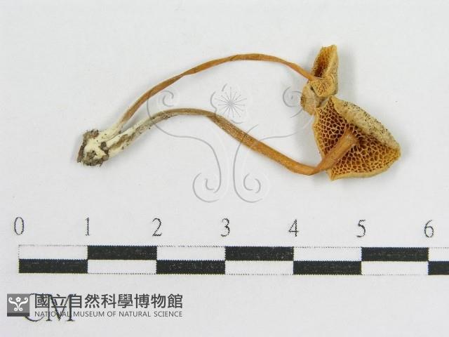 登錄號:F0012697藏品圖，第1張