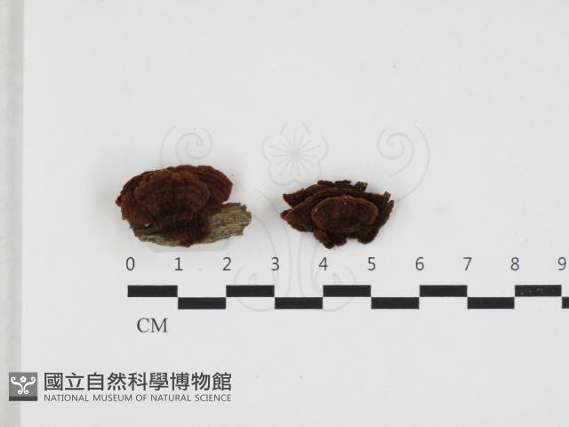 登錄號:F0032697藏品圖，第1張
