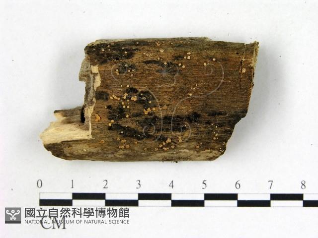 登錄號:F0005697藏品圖，第1張