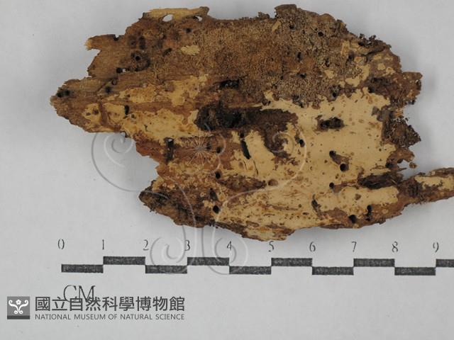 登錄號:F0029697藏品圖，第1張