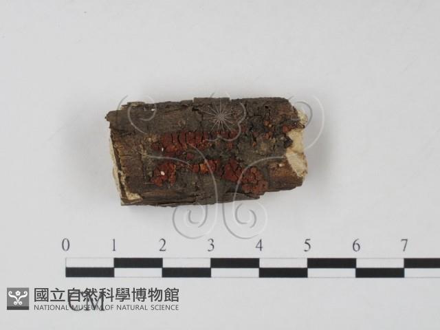 登錄號:F0019697藏品圖，第1張