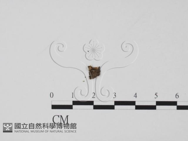 登錄號:F0003697藏品圖，第1張