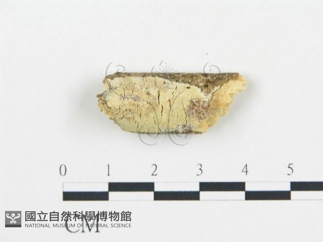 登錄號:F0013697藏品圖，第1張