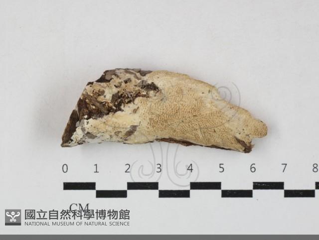 登錄號:F0033697藏品圖，第1張