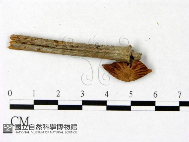 微皮傘屬藏品圖，第1張