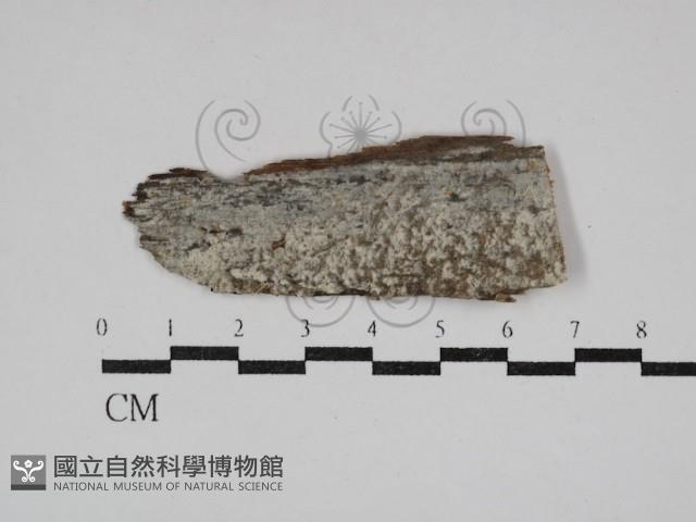 登錄號:F0030497藏品圖，第1張
