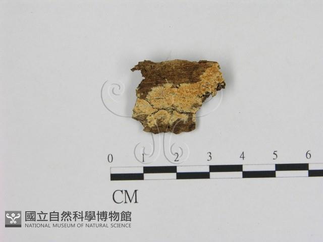 登錄號:F0006497藏品圖，第1張