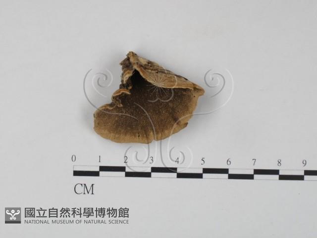 雲芝藏品圖，第1張