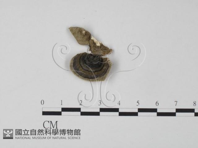 雲芝藏品圖，第1張