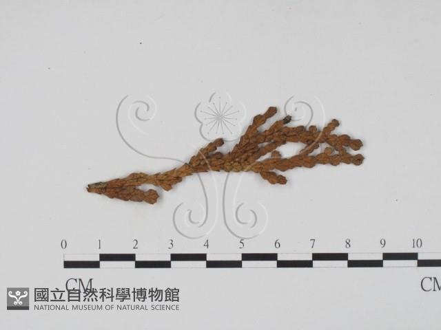 登錄號:F0011497藏品圖，第1張