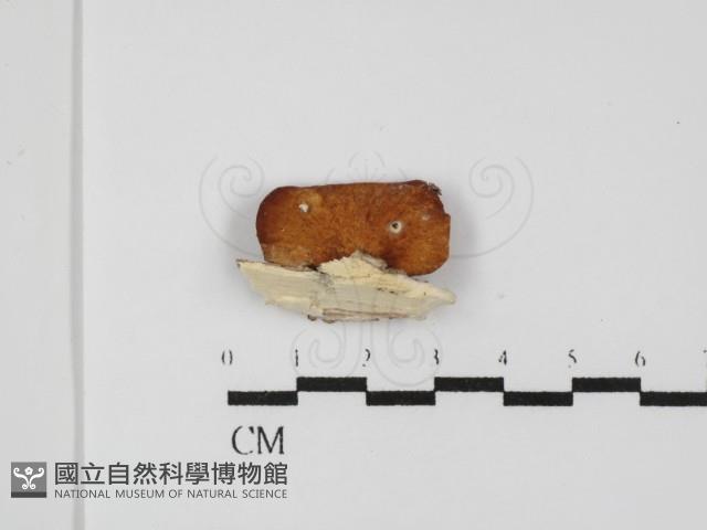 登錄號:F0031497藏品圖，第1張