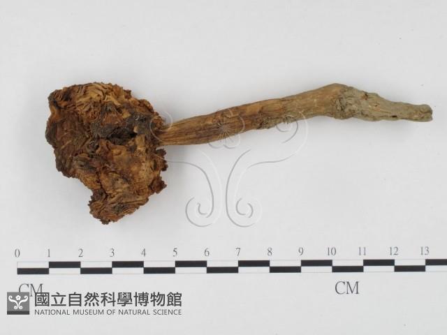 登錄號:F0024497藏品圖，第1張