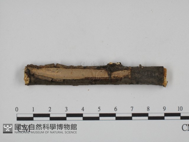 登錄號:F0004497藏品圖，第1張