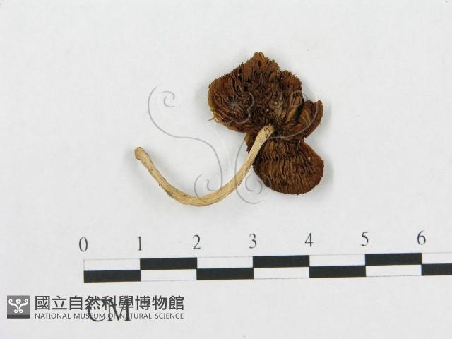 登錄號:F0014497藏品圖，第1張