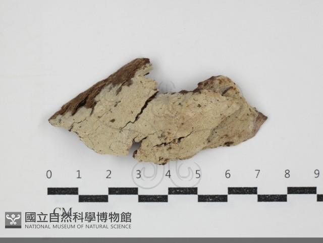 登錄號:F0034497藏品圖，第1張