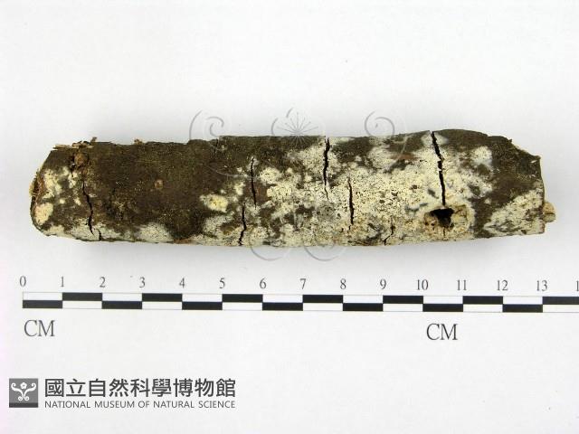 冇骨消絲齒菌藏品圖，第1張