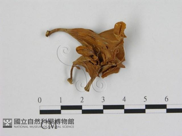登錄號:F0012497藏品圖，第1張