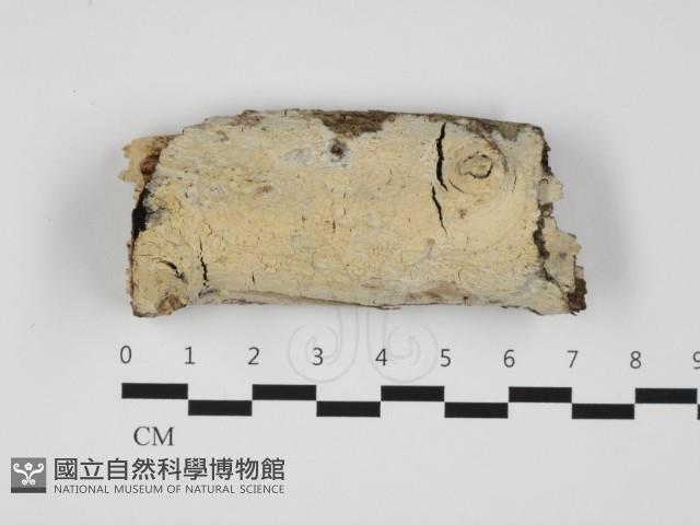 射脈菌屬藏品圖，第1張