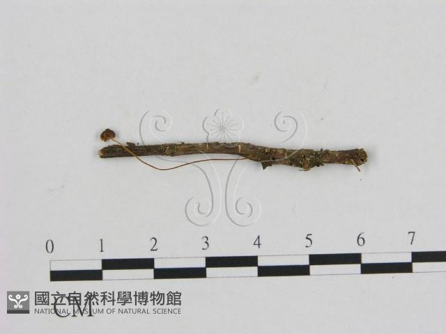 小菇屬藏品圖，第1張