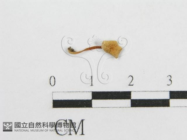 微皮傘屬藏品圖，第1張