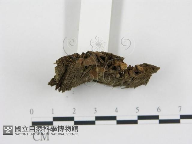 黑蛋巢菌屬藏品圖，第1張
