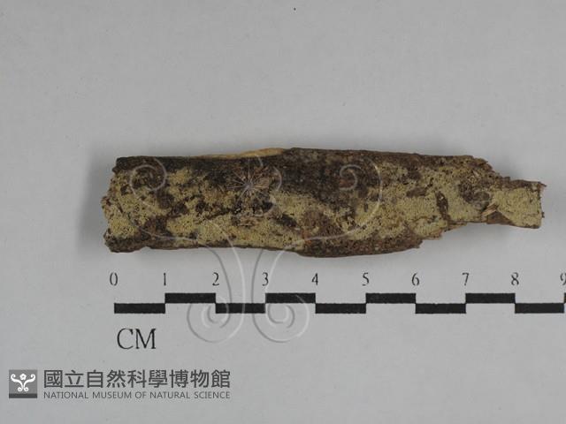 絲齒菌屬藏品圖，第1張