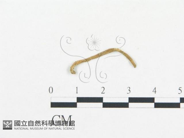 登錄號:F0003497藏品圖，第1張