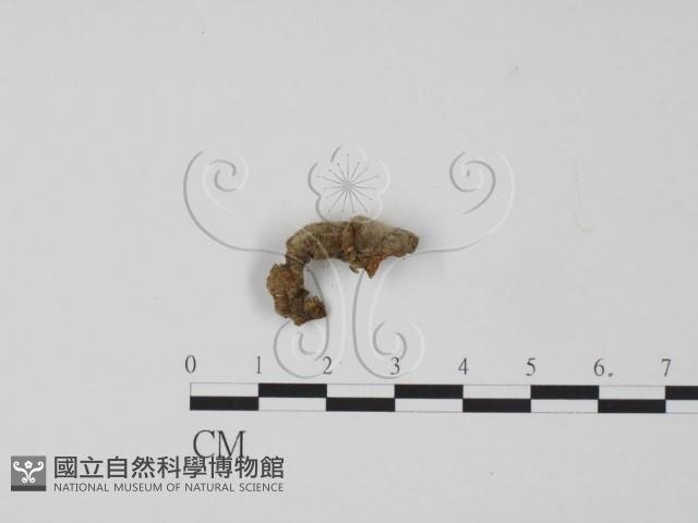 韌革菌屬藏品圖，第1張