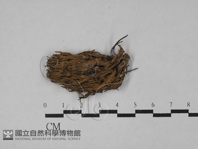 登錄號:F0028797藏品圖，第1張