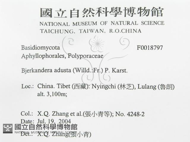 煙管菌藏品圖，第3張
