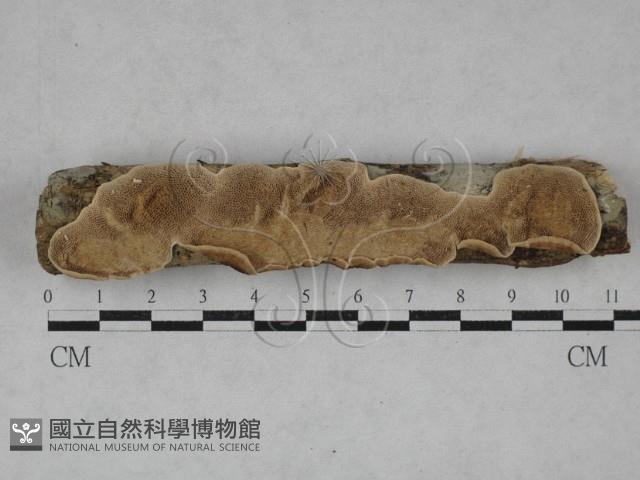 登錄號:F0020797藏品圖，第1張