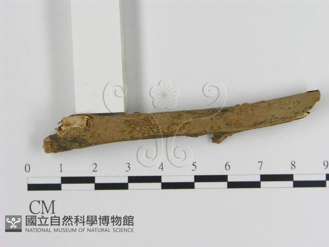 刺革菌屬藏品圖，第1張