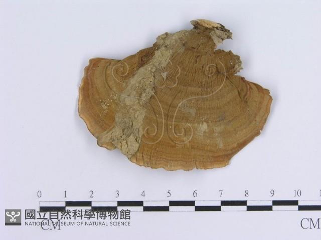 蠔韌革菌藏品圖，第1張