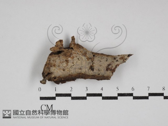 齒脈菌屬藏品圖，第1張