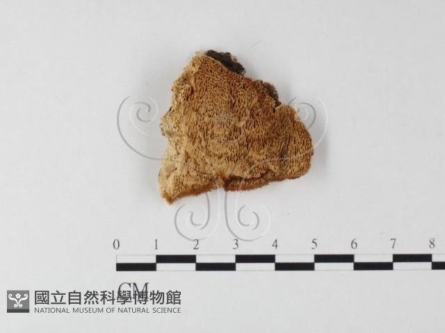 登錄號:F0006797藏品圖，第1張