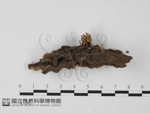 登錄號:F0001797藏品圖，第1張