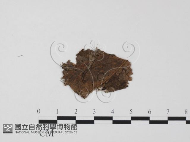 登錄號:F0011797藏品圖，第1張