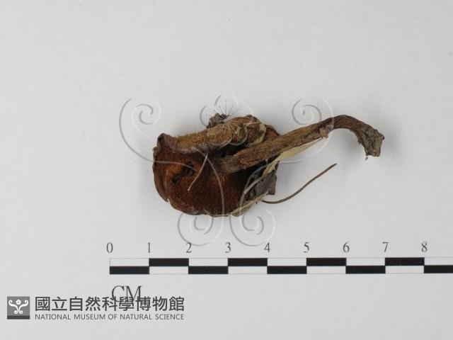 登錄號:F0004797藏品圖，第1張