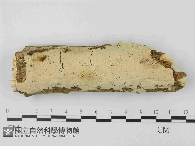 登錄號:F0014797藏品圖，第1張