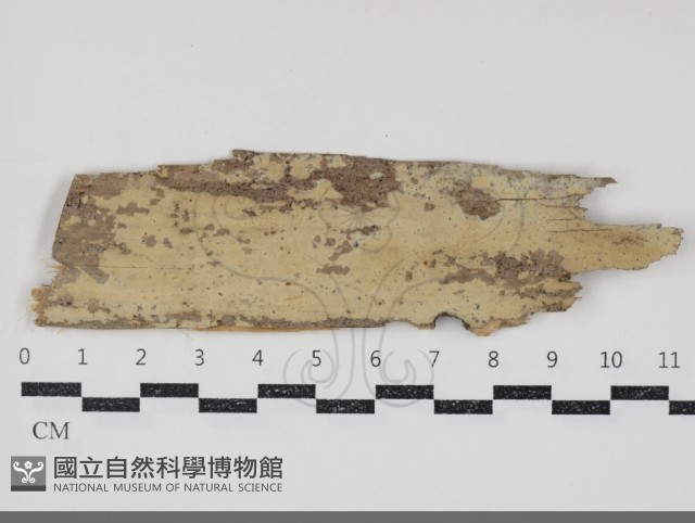 叉絲革菌屬藏品圖，第1張