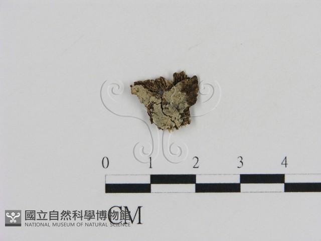 登錄號:F0002797藏品圖，第1張